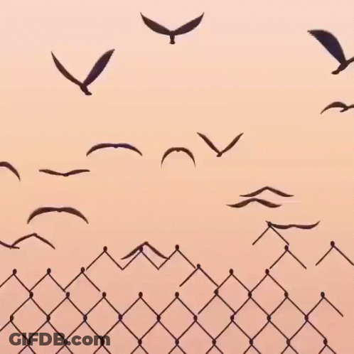 Flock Of Birds Flying Over Chain Link Fence At Sunset GIF