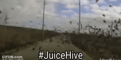 Flock Of Birds Flying Over Dirt Road Juice Hive GIF