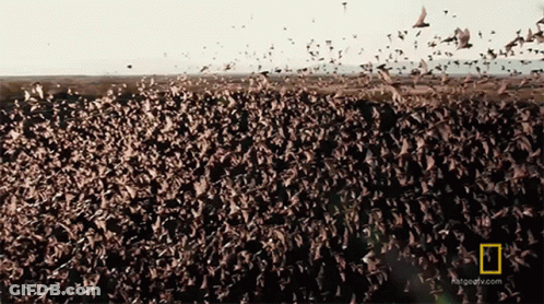 Flock Of Birds Flying Over Field National Geographic GIF