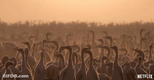 Flock Of Birds In Field With Netflix Logo GIF
