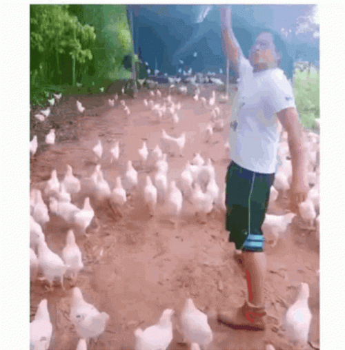 Flock Of Chicken Run GIF