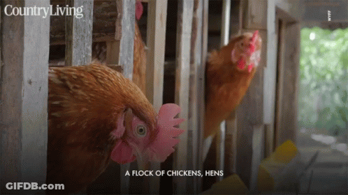 Flock Of Chickens Hens On Country Living Page GIF