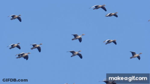 Flock Of Ducks Flying In Blue Sky GIF