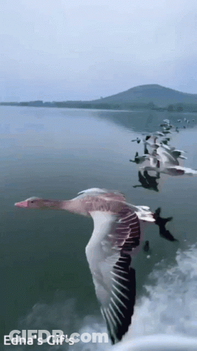 Flock Of Ducks Flying Over Water GIF