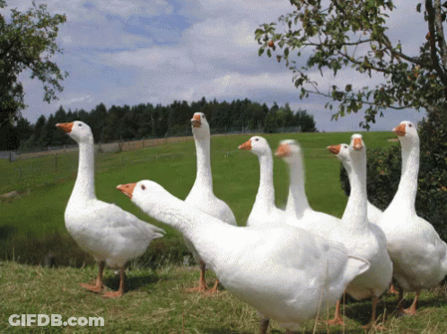 Flock Of Geese In Grassy Field GIF