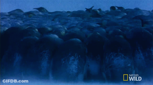 Flock Of Penguins National Geographic Wild GIF