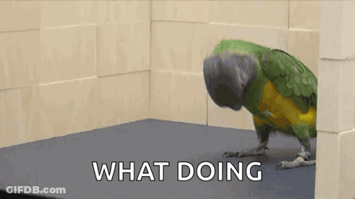 Flock Of Pigeons GIF