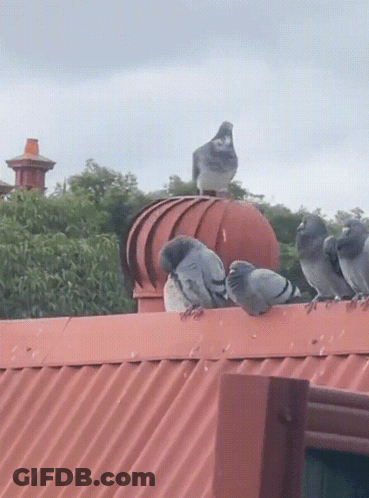 Flock Of Pigeons On Red Roof GIF
