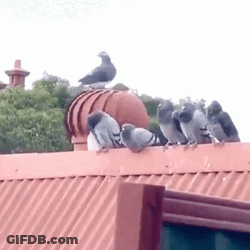 Flock Of Pigeons On Rooftop GIF
