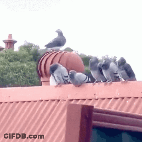 Flock Of Pigeons Perched On Roof GIF
