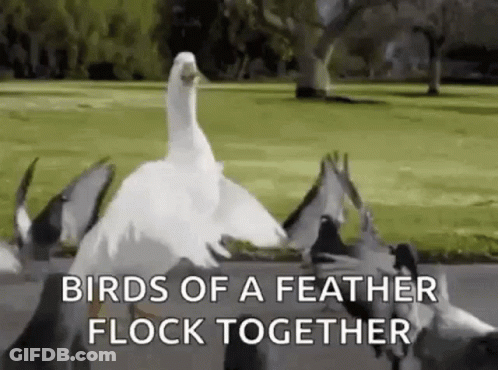 Flock Of Pigeons Standing In Field GIF