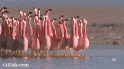 Flock Of Pink Flamingos Walking In Water GIF