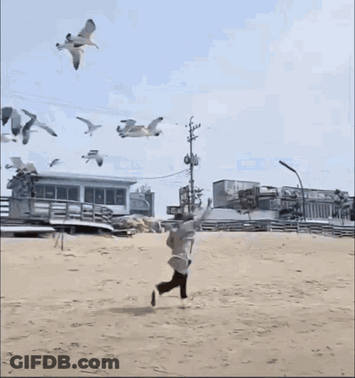 Flock Of Seagulls Attacking Man Running Away GIF