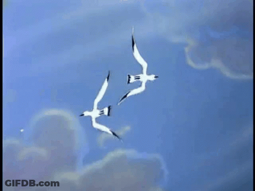 Flock Of Seagulls Flying In Blue Sky GIF