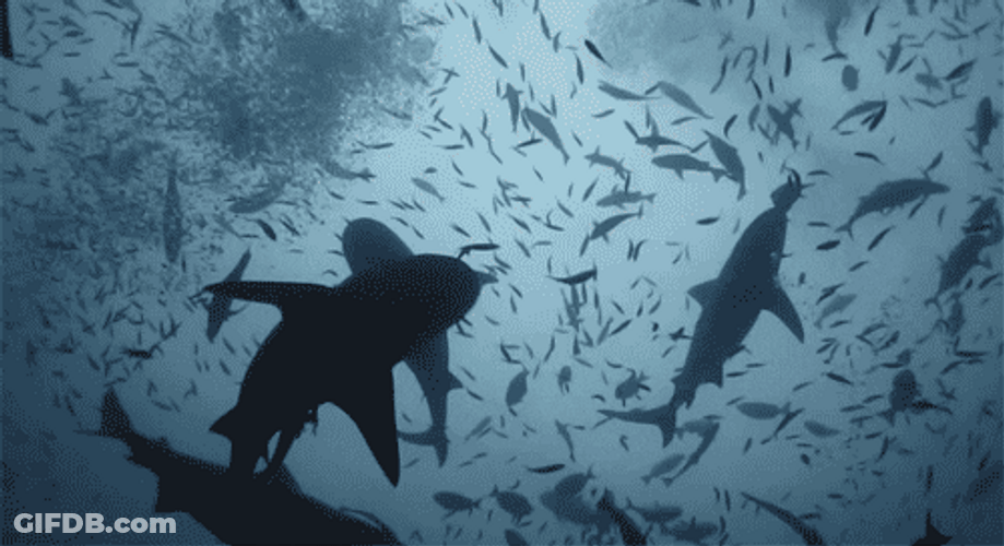 Flock Of Sharks Underwater GIF