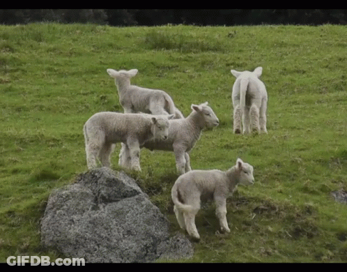 Flock Of Sheep In Grassy Field GIF