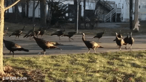 Flock Of Turkeys Walking Down Street GIF