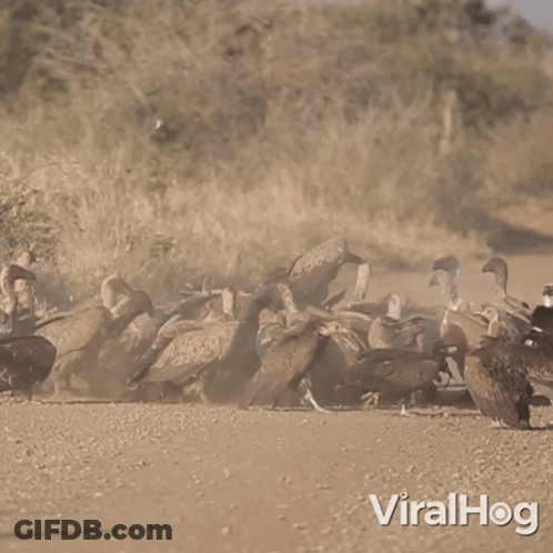 Flock Of Vultures On Dirt Road Viralhog GIF