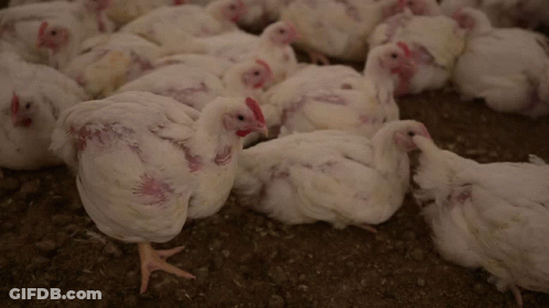 Flock Of White Chickens Laying GIF