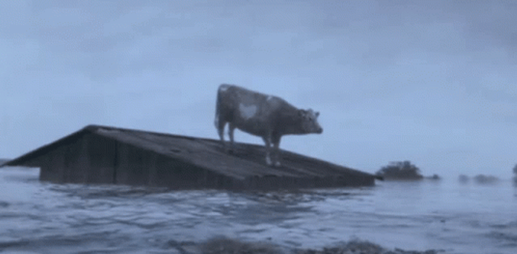 Flood Barn House Sink Stuck Cow Roof GIF