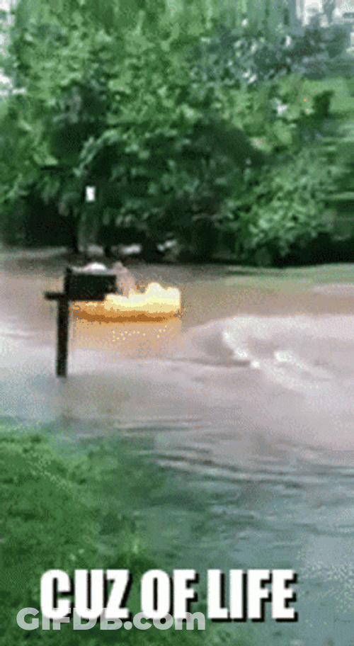 Flooded Duck Floatie GIF