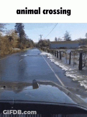 Flooded Road Animal Crossing GIF