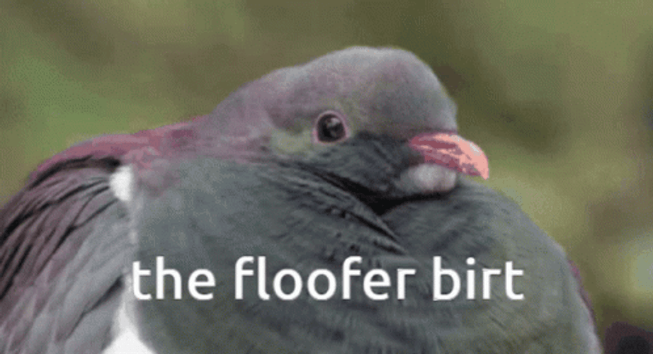 Floof Pigeon Birt GIF