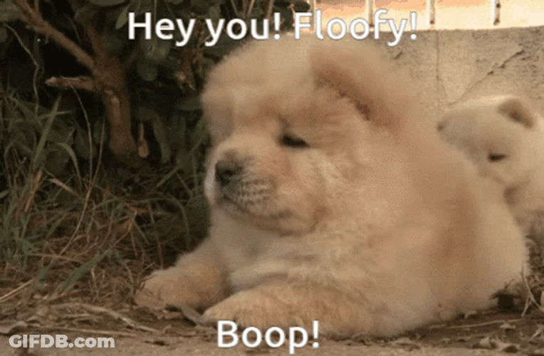 Floofy Boop On Cute Chow Chow GIF