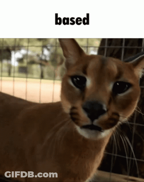 Floppa Caracal Knocking Down Camera GIF