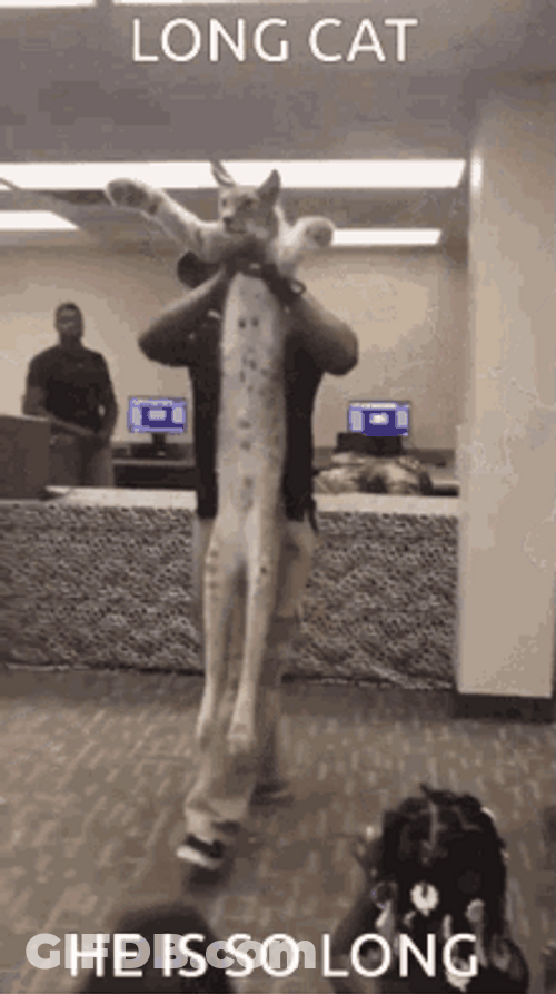 Floppa Long Cat He Is So Long GIF