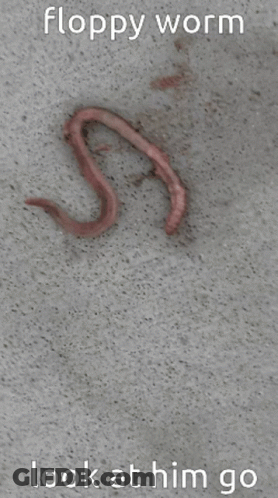Floppy Worm On Concrete Saying Look At Him Go GIF