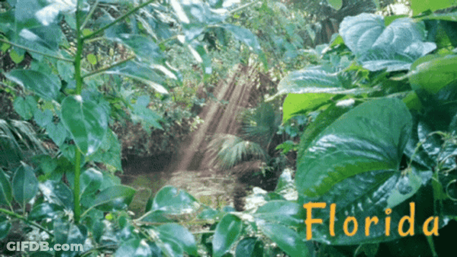 Florida Sunlight Break In Lake GIF