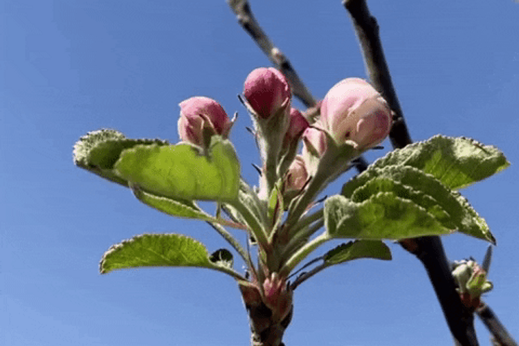 Flower Apple Tree Shaking GIF