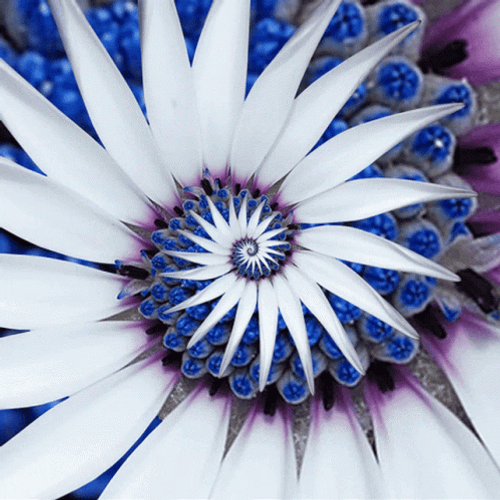 Flower Pattern Fractal GIF
