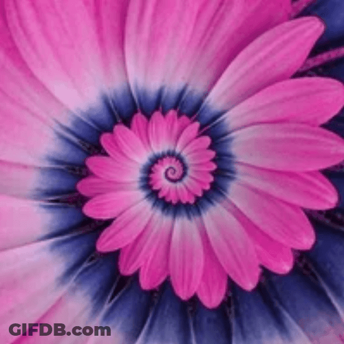 Flower Petal Purple Pink Aesthetic Hypnosis GIF