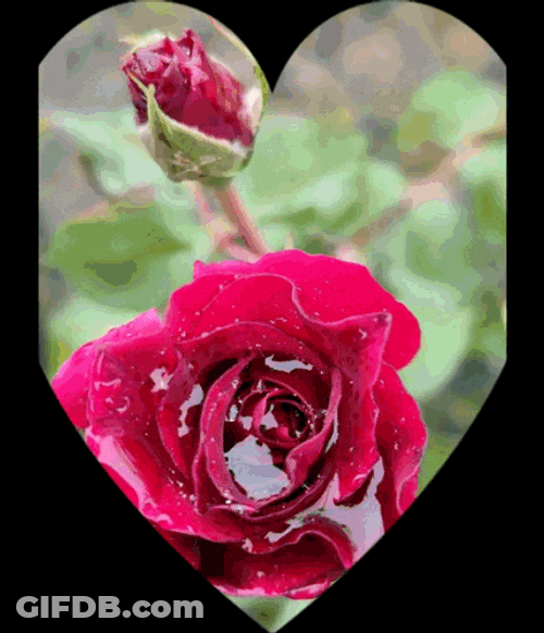 Flower Power GIF