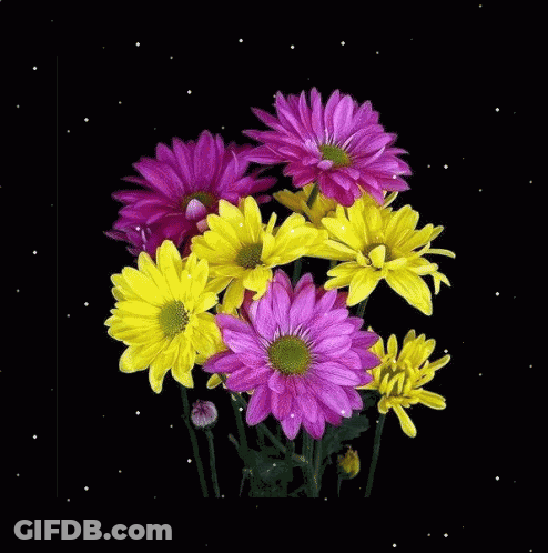 Flower Reflection In Water Buenos Dias Isabel GIF