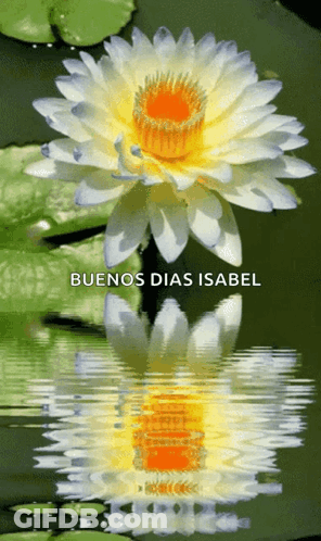 Flower Reflection Saying Buenos Dias Isabel GIF