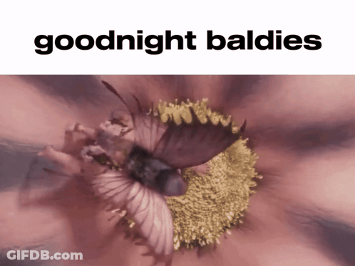 Flower Saying Goodnight Baldies GIF