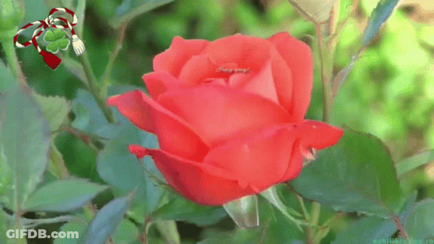 Flower Unfolding Its Petals Happy Spring GIF