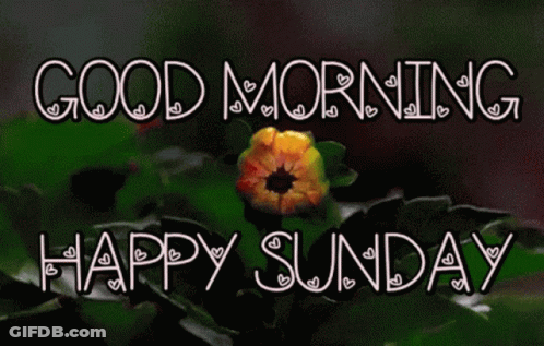 Flower With Good Morning And Happy Sunday GIF