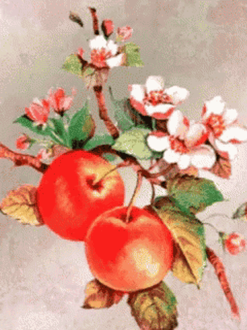 Flowers Cherries GIF