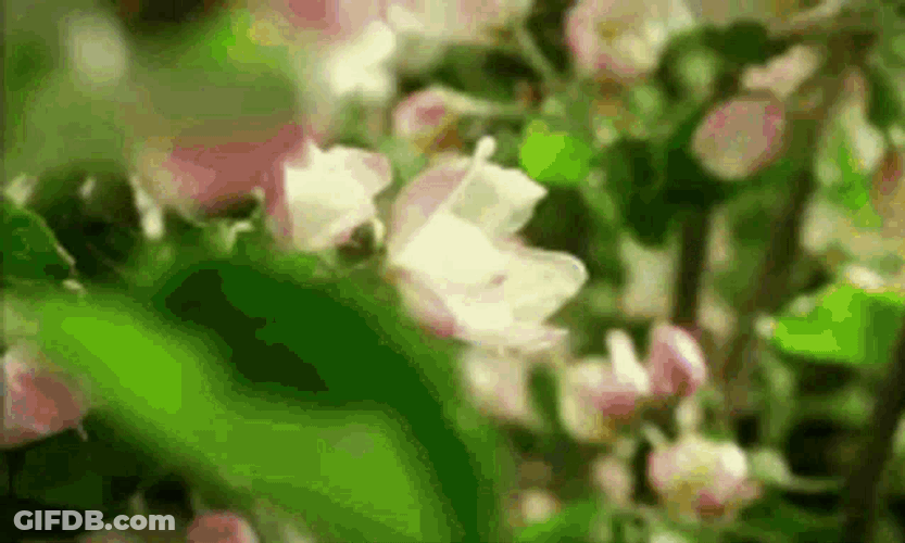 Flowers Grow GIF