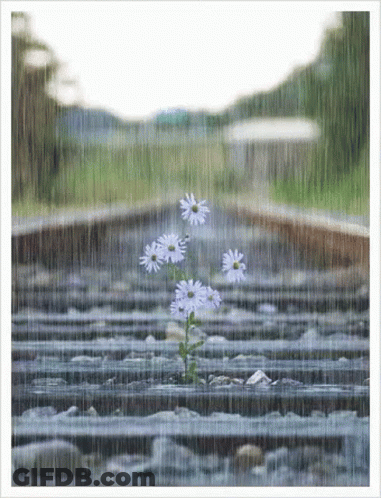 Flowers Growing Out Of Train Tracks In Rain GIF