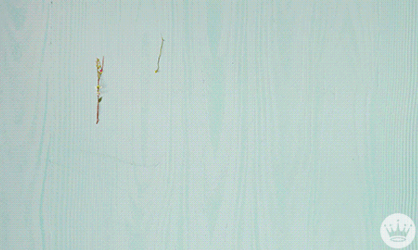 Flowery Good Morning Happy Easter GIF