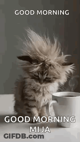 Fluffy Cat Beside Cup Of Coffee GIF