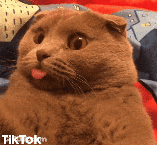 Fluffy Cat Blank Stare GIF