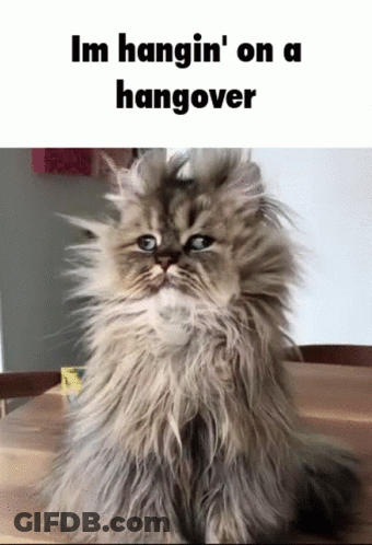 Fluffy Cat Hanging On Hangover GIF