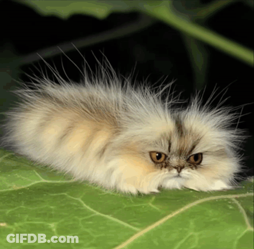 Fluffy Cat Laying On Green Leaf GIF