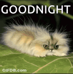 Fluffy Cat Laying On Green Leaf Goodnight GIF